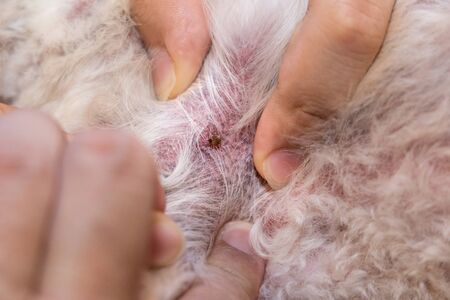 Close-up of blood sucking flea tick found on pet dog body after shower
