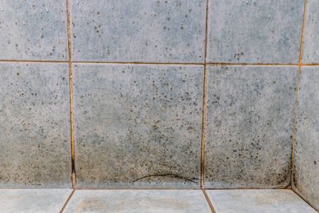 Mildew, dirty unhygienic mold growing on bathroom wall tile surfaceの写真素材