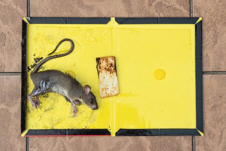 Rat mouse captured onto glue trap with biscuit as baitの写真素材