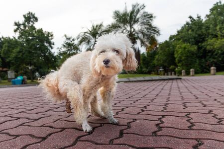 Series of white poodle pet dog pooping feces shit on road pavementの写真素材