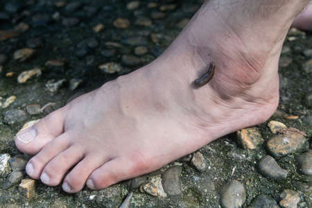 Leech attach biting on leg foot in tropical forrestの写真素材