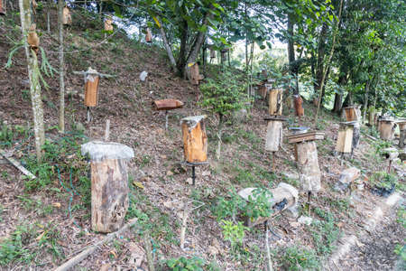 Kelulut honey stingless bee cultivation in Malaysia