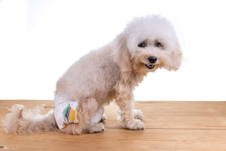 Female toy poodle dog with diaper seated on wooden floor