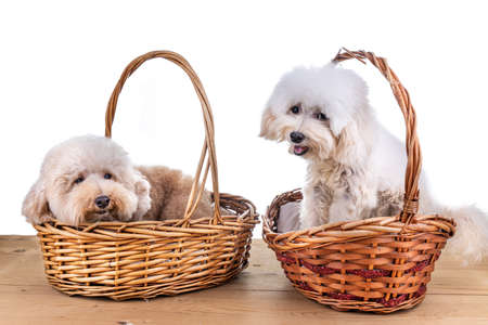 Two cute poodle dogs resting in rattan basket bed on wooden floor