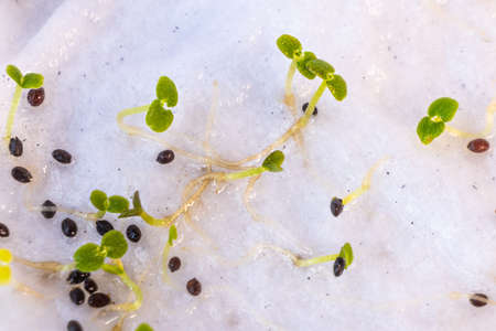 Close-up of sprouted tiny oregano herb seeds on wet paper towel in containerの写真素材