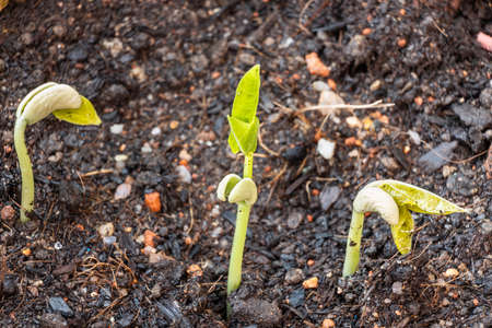 Close-up of long bean seeds sprouting from compost dirt soilの写真素材
