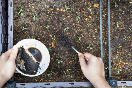 Overhead view of coffee grounds being added to baby vegetables plant as natural organic fertilizer rich in nitrogen for growthの写真素材