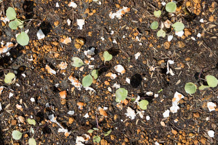 Overhead view of crushed egg shell scatted onto soil as organic fertilizers for baby vegetables