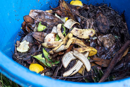 Banana peel added as part of organic green ingredients in compost bin. Good source of natural fertilizerの写真素材