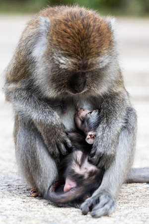 Baby and mother monkey hug and looking at each other affectionatelyの写真素材