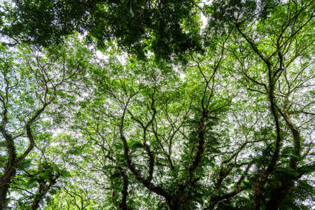 Looking up perspective view of natural tropical rain forest foliage at Taman Negara National Parkの写真素材