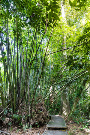 Scenic wooden broadwalk trail at Taman Negara National Park, Malaysiaの写真素材