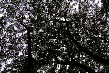 Tree branches and foliage of mature rainforest in sihouette against bright sky