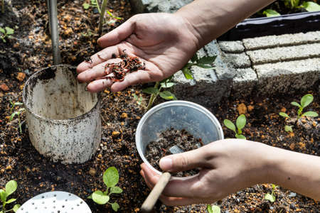 Hand feeding red wrigglers earthworms into worm tower for vermicompostingの写真素材