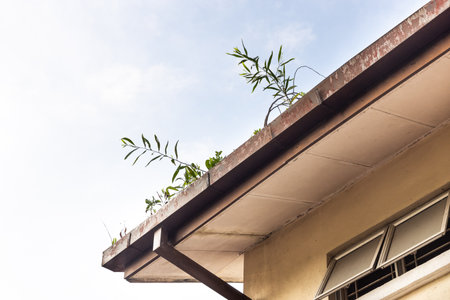 Clogged roof rain gutter full of dry leaf and plant growing in it with blue skyの写真素材