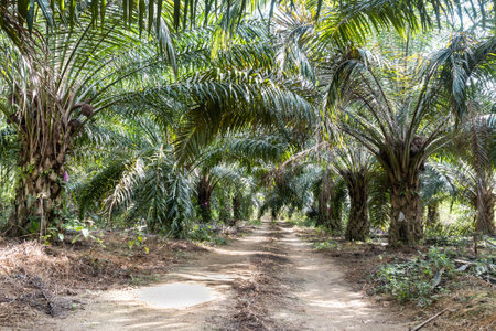 Road leading to oil palm plantation with oil palm trees on both sides of road in Malaysiaの写真素材