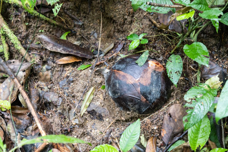 The buds of Rafflesia rise from the ground or directly from the lower stems of their host plants. It...