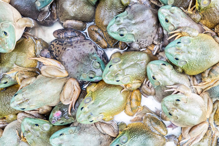 Live frogs or knows as field chicken in restaurant ready to be served as ingredient delicacy in...