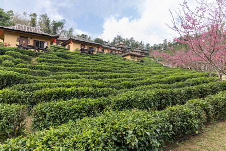 Scenic and serene green tea gardens at the hills of Ban Rak Thai village, located in Mae Hong Son province in Northern Thailand. Popular tourist destination.の写真素材