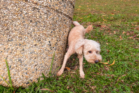 Male poodle pet dog urinating onto object in park to mark his territoryの写真素材