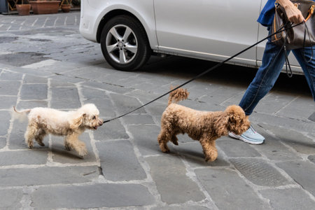Person walking two cheerful and happy pet dogs in the street with leash during sunny summerの写真素材