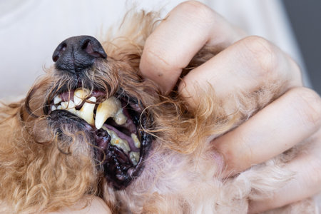 Poor oral care resulting harmful biofilm formed on pet dog teeth and is harmful to healthの写真素材