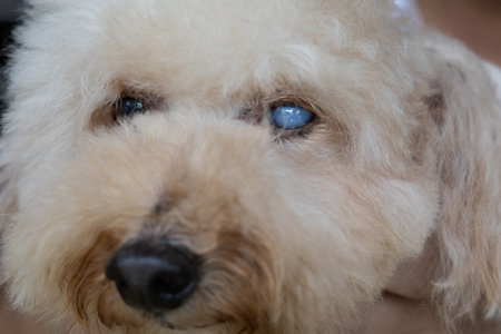 Old toy poodle pet dog suffering from advanced cataract problem on her left eye.の写真素材