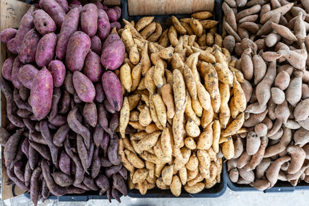 Variety of organic sweet potatoes tubers for sale in market stall, consisting yellow, red and purple skin typesの写真素材