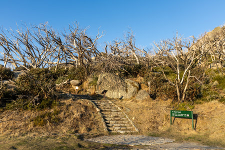 Path to Horn Track lead to the scenic view and highest peak of Mount Buffalo National park, Victoria Australiaの写真素材