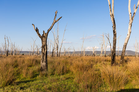 The Winton Wetlands in Victoria, Australia is being gradually restored by encouraging the recovery of its ecosystem function.の写真素材