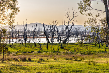Sunset at the Winton Wetlands, a wetland with stump woods that is home to variety of native flora and fauna in Victoria, Australia.の写真素材