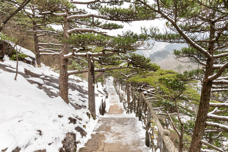 Hiking path at Huangshan or Yellow Mountain in China with pine trees. Huangshan is popular tourism destination with natural landscapeの写真素材
