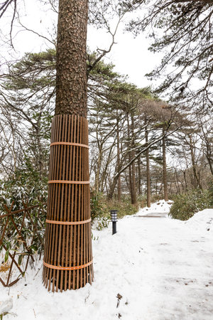 Pine tree trunks are wrapped during winter to protect and insulate the tree bark from frost cracks and extreme winter related weather conditionの写真素材