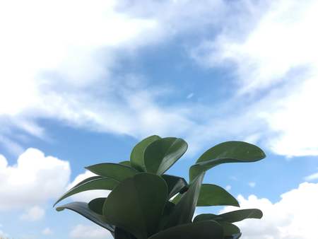 Tree in the skyの写真素材