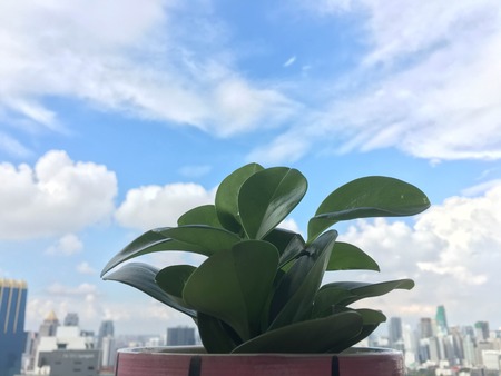 Tree in the skyの写真素材