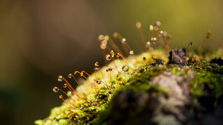 macro dropの写真素材