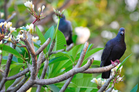 black pigeon on tree in Bangkok, Thailandの写真素材
