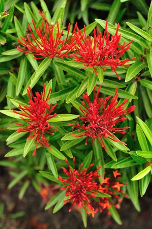 red ixoraの写真素材