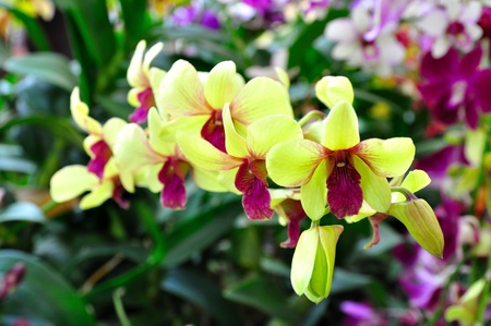 Yellow orchidの写真素材