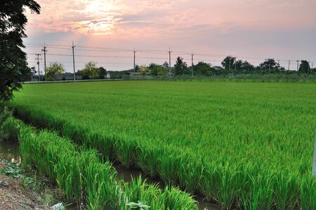 Rice field at sunsetの写真素材