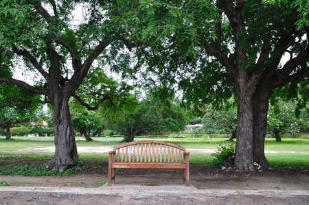 Couple of tree with benchの写真素材