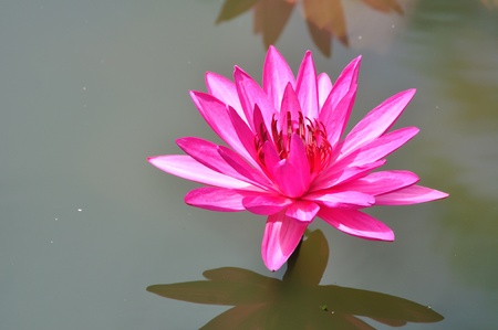 Pink Lotusの写真素材