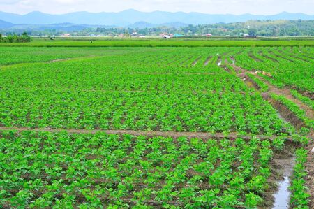 Rows of plant in Chiangrai, north of Thailand.の写真素材