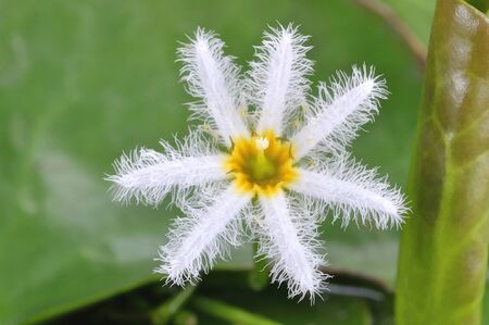 White Water snowflake or Nymphoides indica (L.) Kuntze) の写真素材