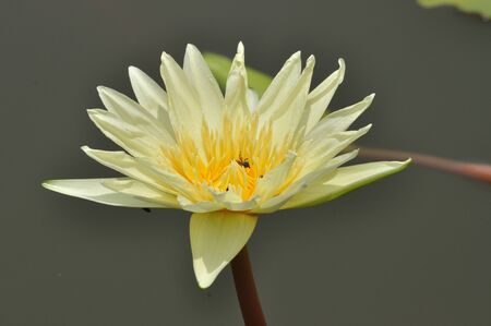 Blooming  yellow lotusの写真素材