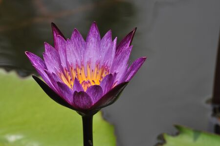 Blooming purple lotus in Bangkok, Thailand.の写真素材