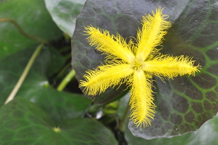 Yellow Water snowflake or Nymphoides indica (L.) Kuntze)の写真素材
