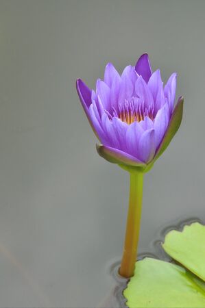 Blooming purple lotus in Bangkok, Thailand.の写真素材