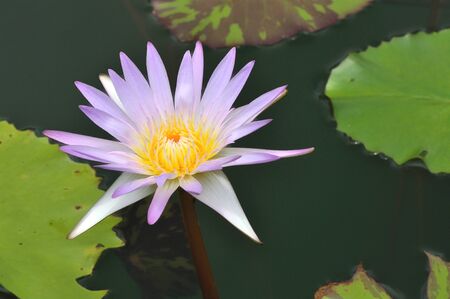 Blooming pink lotus in Bangkok, Thailand.の写真素材