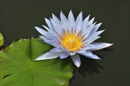 Blooming purple lotus in Bangkok, Thailand.の写真素材